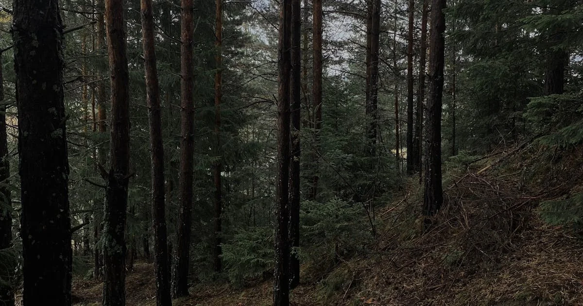 강원도 캠핑장 베스트 10 — 바다·계곡·숲 다 있는 2026 봄 예약 가이드