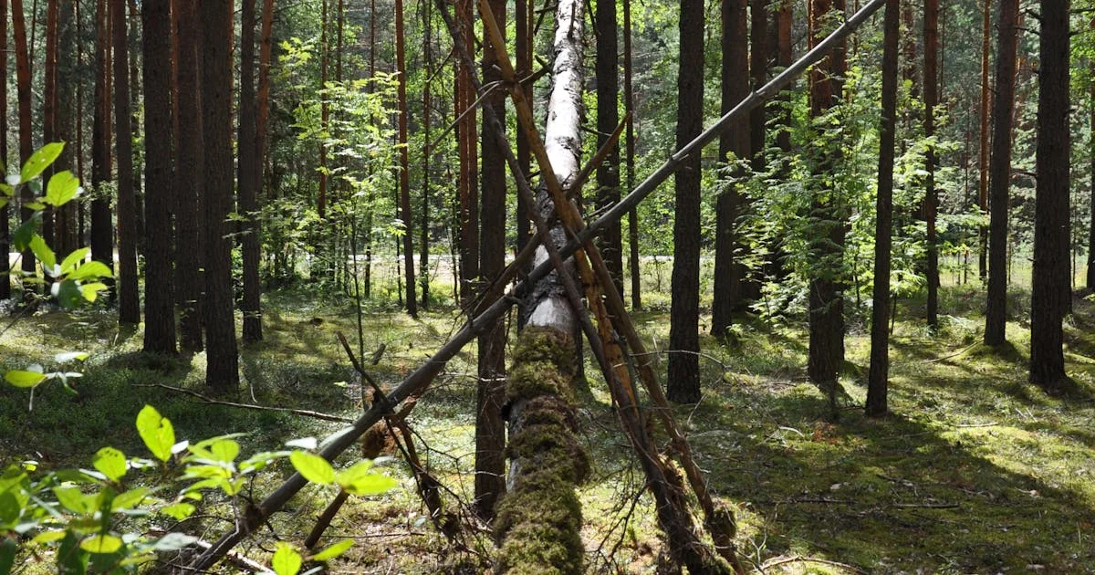 경기도 캠핑장 베스트 10 — 서울에서 1시간, 퇴근 후 바로 떠나는 근거리 캠핑