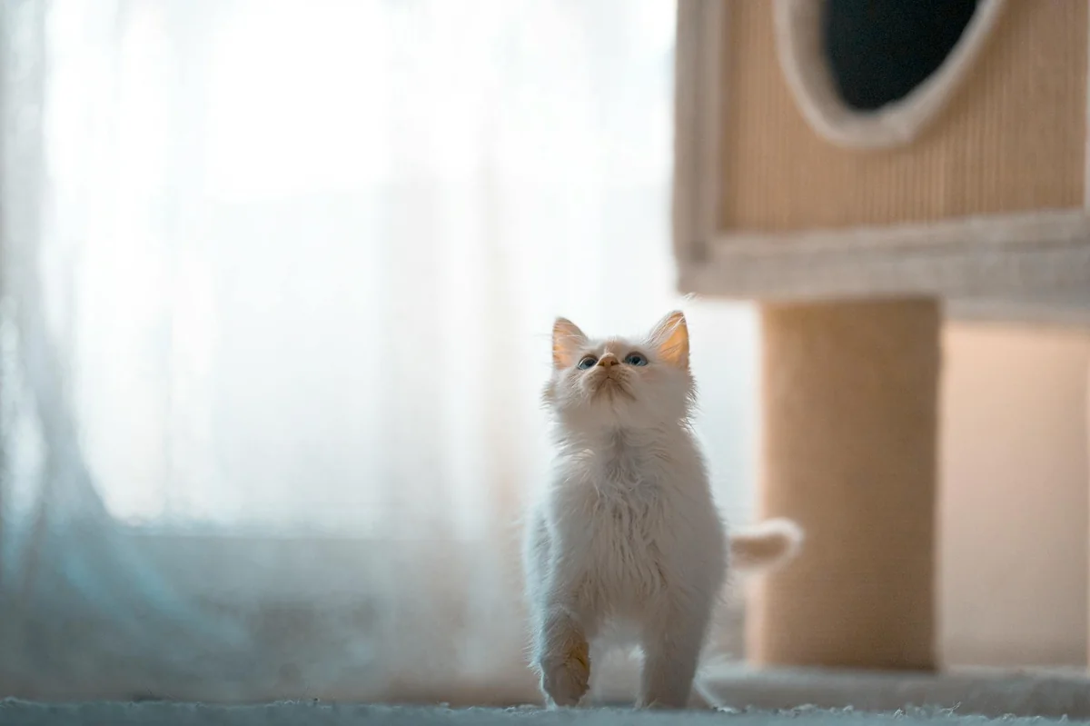 고양이 입양 첫달 준비물 BEST 12 — 새 가족 셋업 가이드